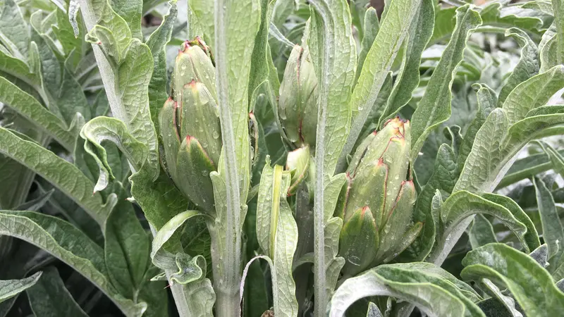 Il fagiolo della Valvestino e il carciofo di Malegno