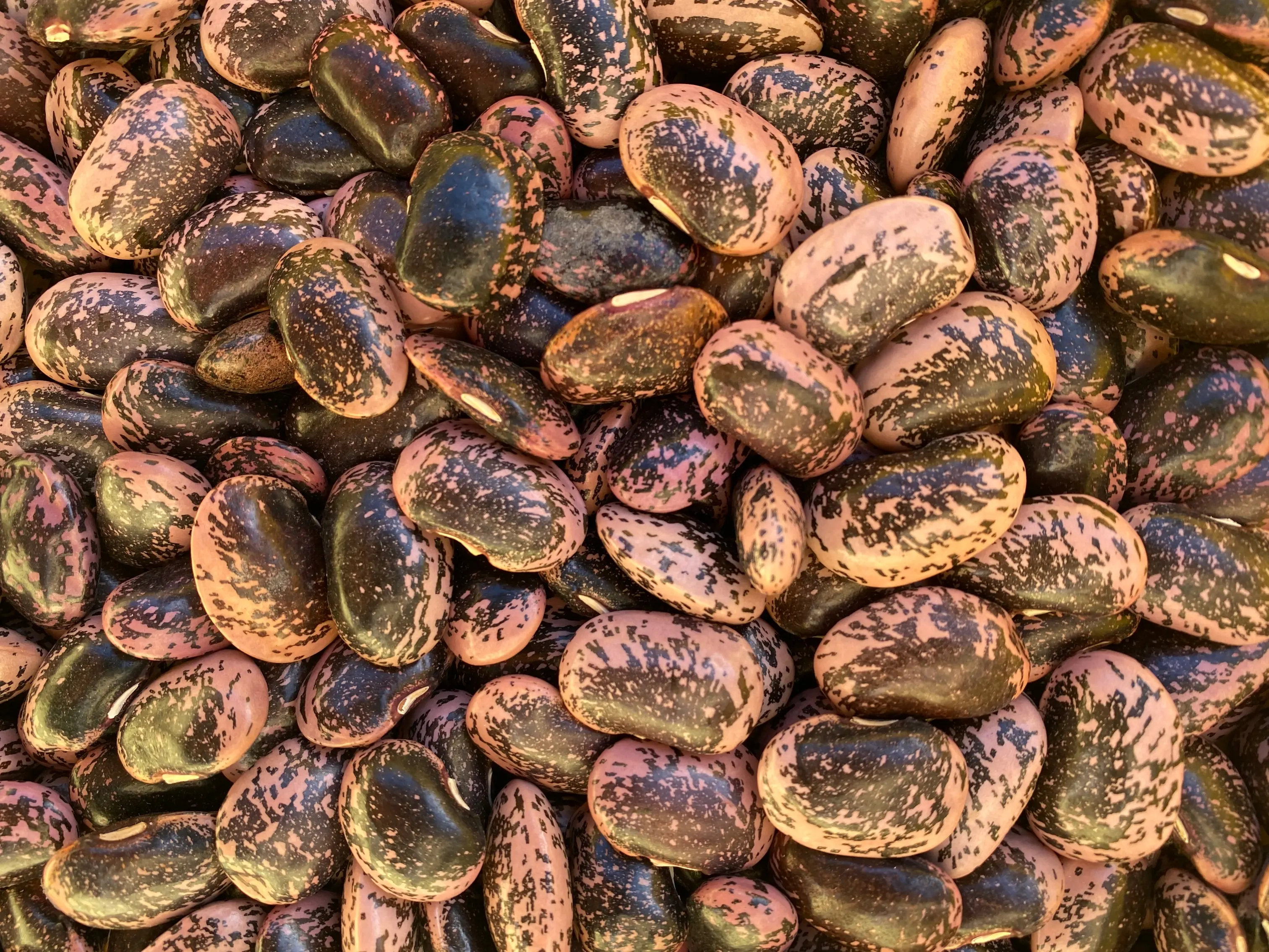 Il fagiolo della Valvestino e il carciofo di Malegno