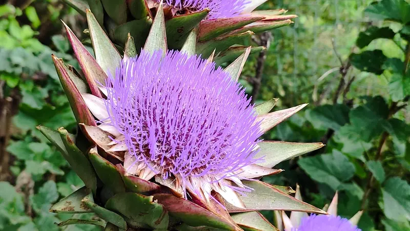 I fiori del carciofo - Foto Portale Nazionale biodiversità di interesse agricolo e alimentare