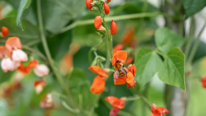I fiori del fagiolo della Valvestino - Foto Portale Nazionale biodiversità di interesse agricolo e alimentare