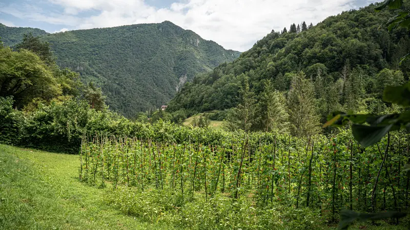 La coltivazione del fagiolo - Foto Portale Nazionale biodiversità di interesse agricolo e alimentare