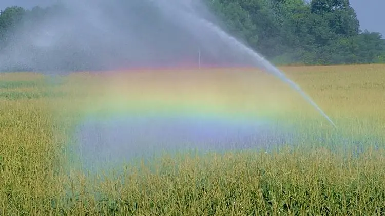 Un campo di mais baciato dall'arcobaleno