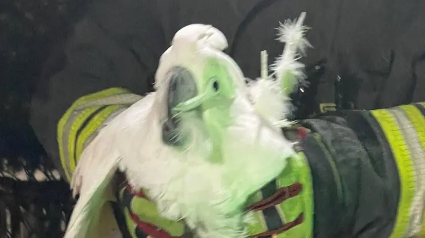 Il pappagallo recuperato - Foto fornita dai Vvf