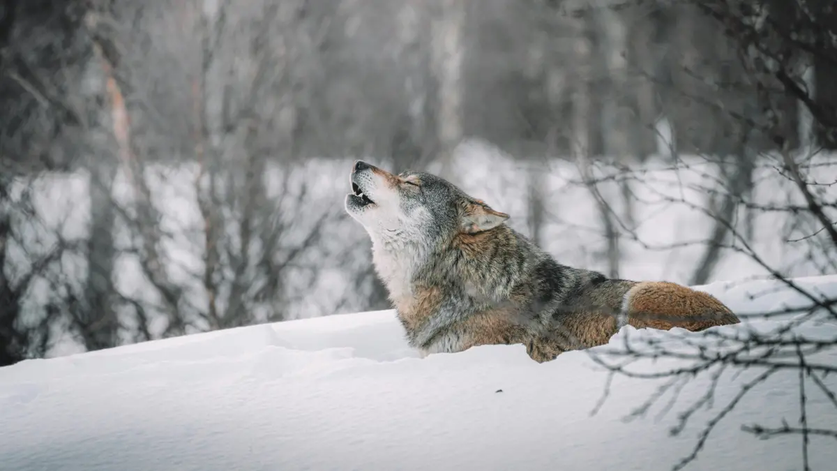 Un lupo nella neve