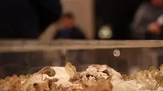 Ad Assisi la prima ostensione delle spoglie di san Francesco