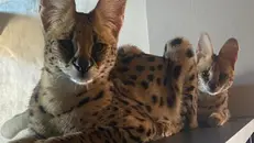 I due gattopardi africani - Foto Carabinieri © www.giornaledibrescia.it