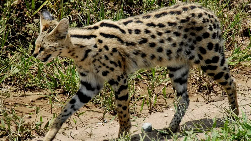 Un Leptailurus Serval, gattopardo africano