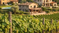 Le terre del vino possono valorizzare il mercato immobiliare