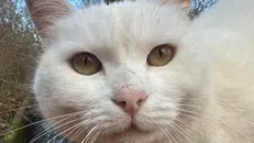 Biancaneve - © www.giornaledibrescia.it