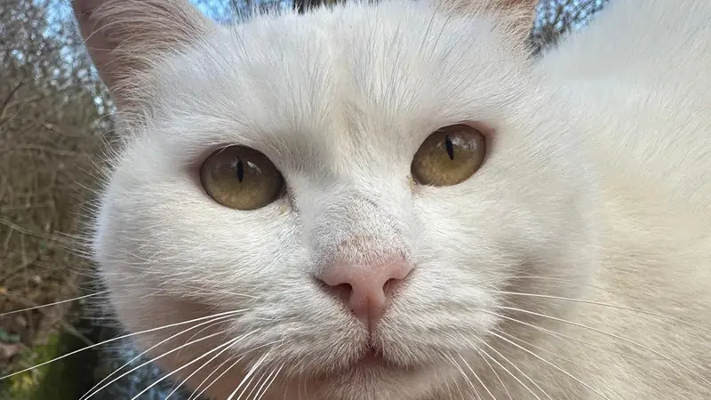 Biancaneve - © www.giornaledibrescia.it