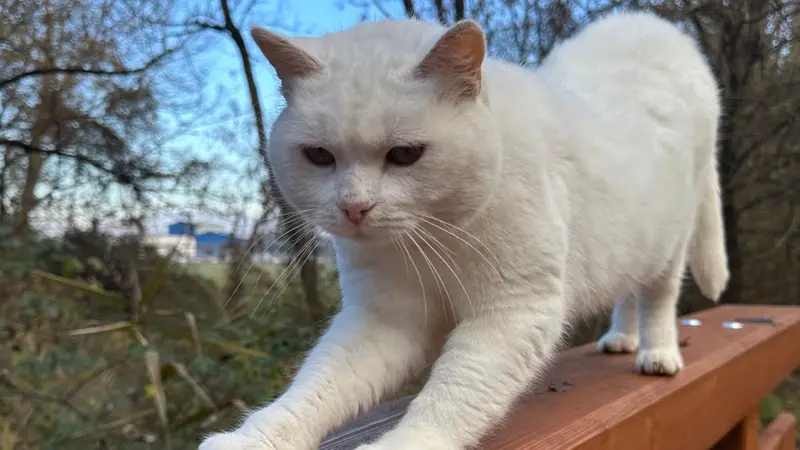 Le passeggiate lungo il fiume Mella - © www.giornaledibrescia.it