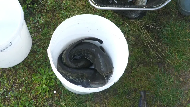 I siluri pescati vengono eliminati perché considerati specie alloctona - © www.giornaledibrescia.it