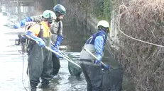 L'elettropesca: è la modalità usata per recuperare la fauna dalle rogge - © www.giornaledibrescia.it