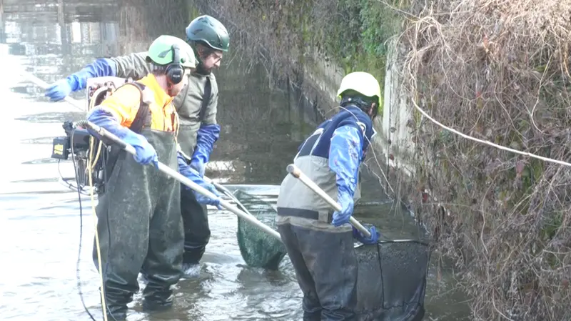 L'elettropesca: è la modalità usata per recuperare la fauna dalle rogge - © www.giornaledibrescia.it