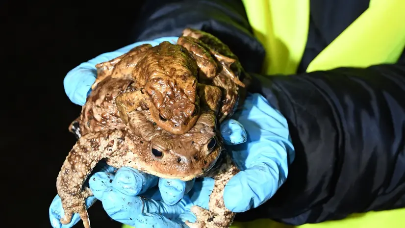 Esemplari di rospi Bufo Bufo