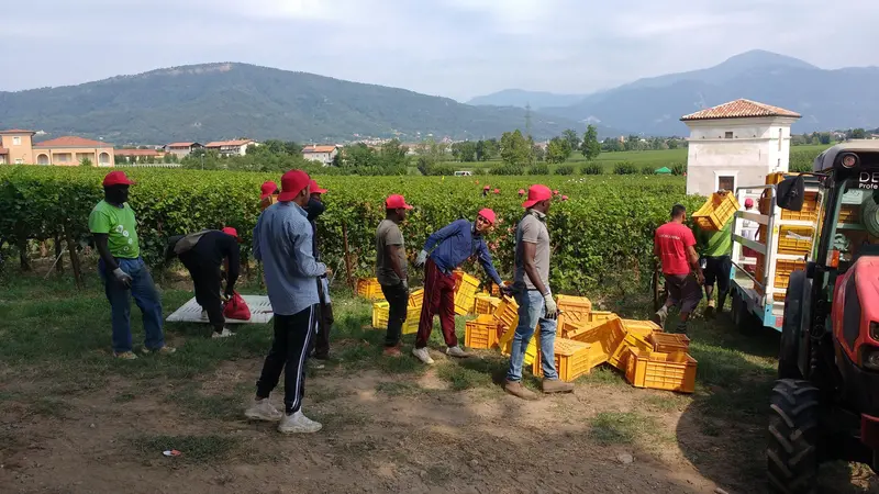 L'agricoltura è uno dei settori che richiede più manodopera straniera - © www.giornaledibrescia.it