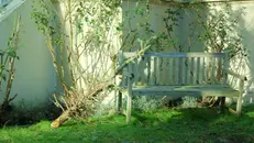 Un albero tagliato all'interno di un giardino segreto