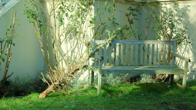 Un albero tagliato all'interno di un giardino segreto