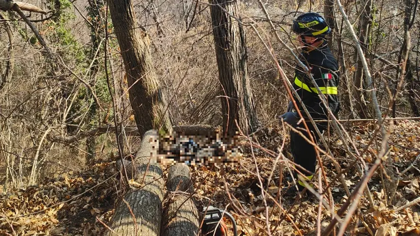 L'albero che ha travolto Giorgio Demonti - © www.giornaledibrescia.it