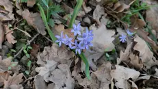 Detta anche «bifolia», è una pianta erbacea perenne della famiglia delle Asparagacee