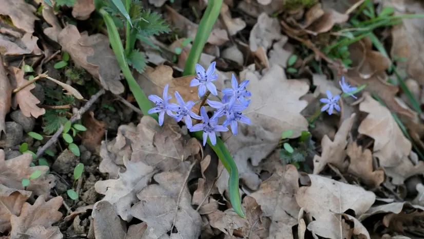 Detta anche «bifolia», è una pianta erbacea perenne della famiglia delle Asparagacee