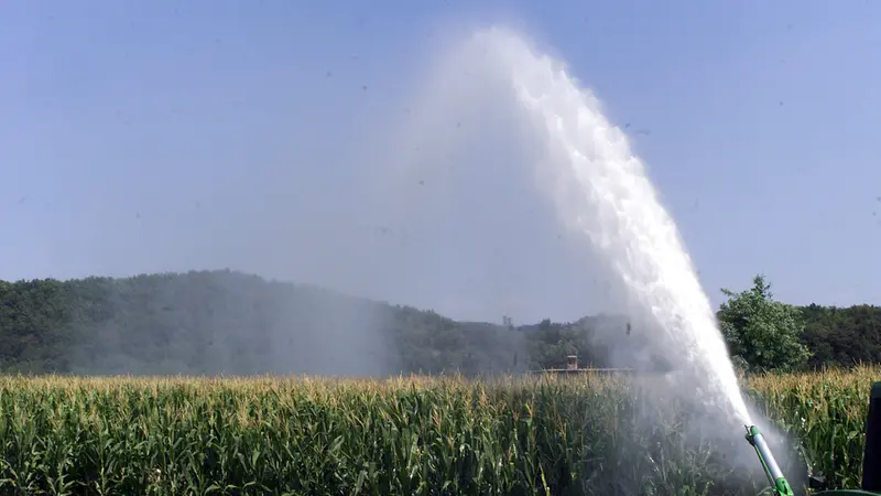 Un campo irrigato nel Bresciano - © www.giornaledibrescia.it