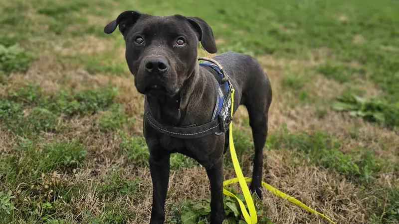 Ghali è un giovane pitbull