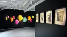 Dettagli della nuova sala esposizioni durante le fasi di allestimento di Lunaria