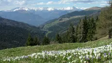 Uno scorcio estivo della Val Palot