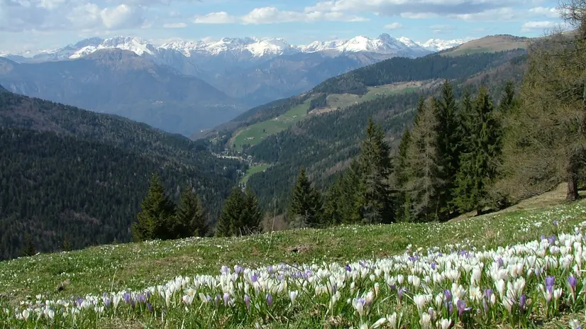 Uno scorcio estivo della Val Palot