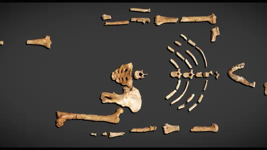 I resti dello scheletro di Lucy, ritrovati in Africa nel 1974