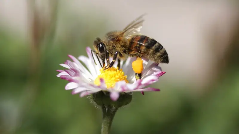 Un'ape su una margherita