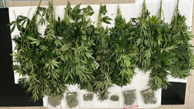 Le piante di Marijuana