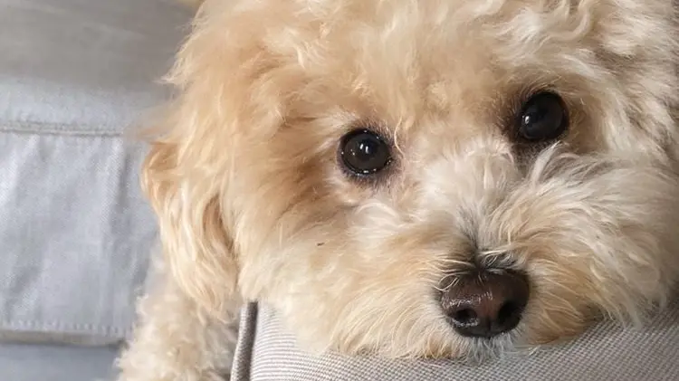 Il cagnolino Aaron, morto dopo essere stato lanciato da un'auto in corsa © www.giornaledibrescia.it