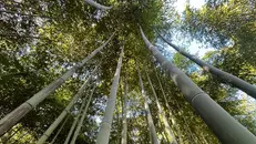 Il bambuseto nella frazione di Duomo a Rovato