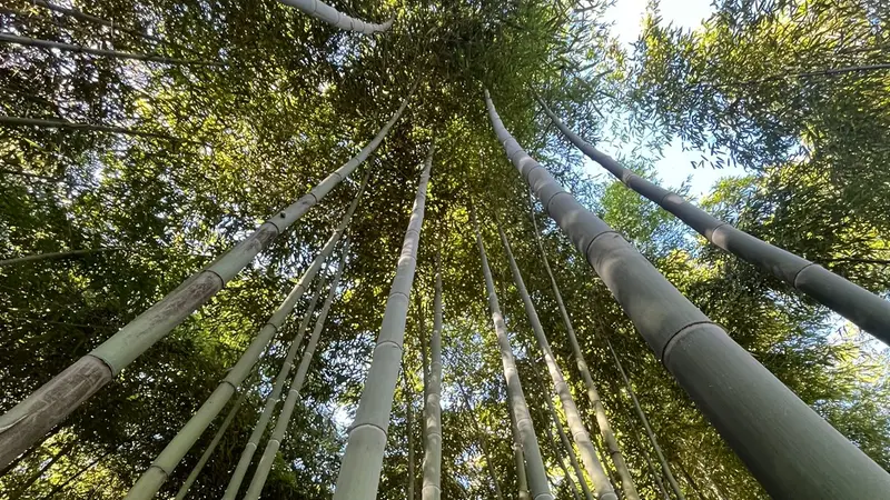 Il bambuseto nella frazione di Duomo a Rovato