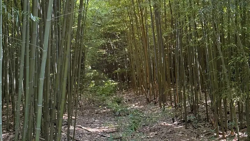 Il bambuseto di Rovato