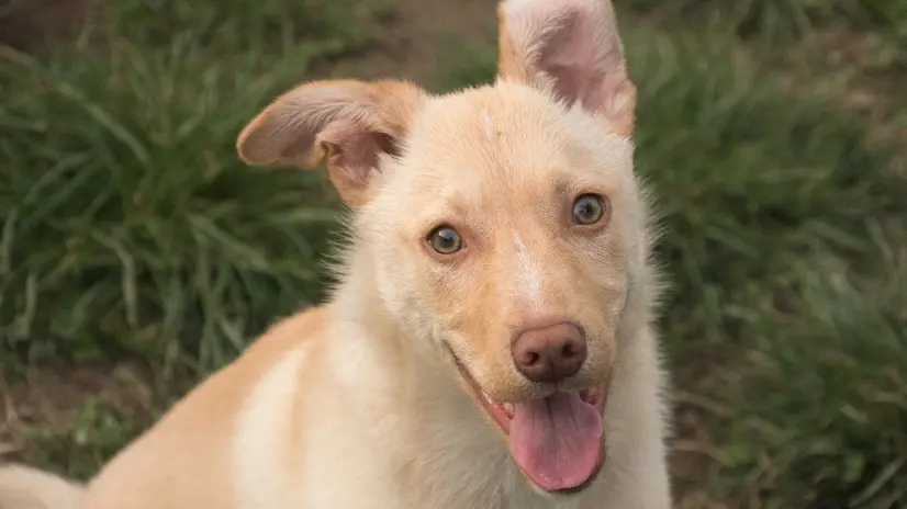 La cagnolina Iris