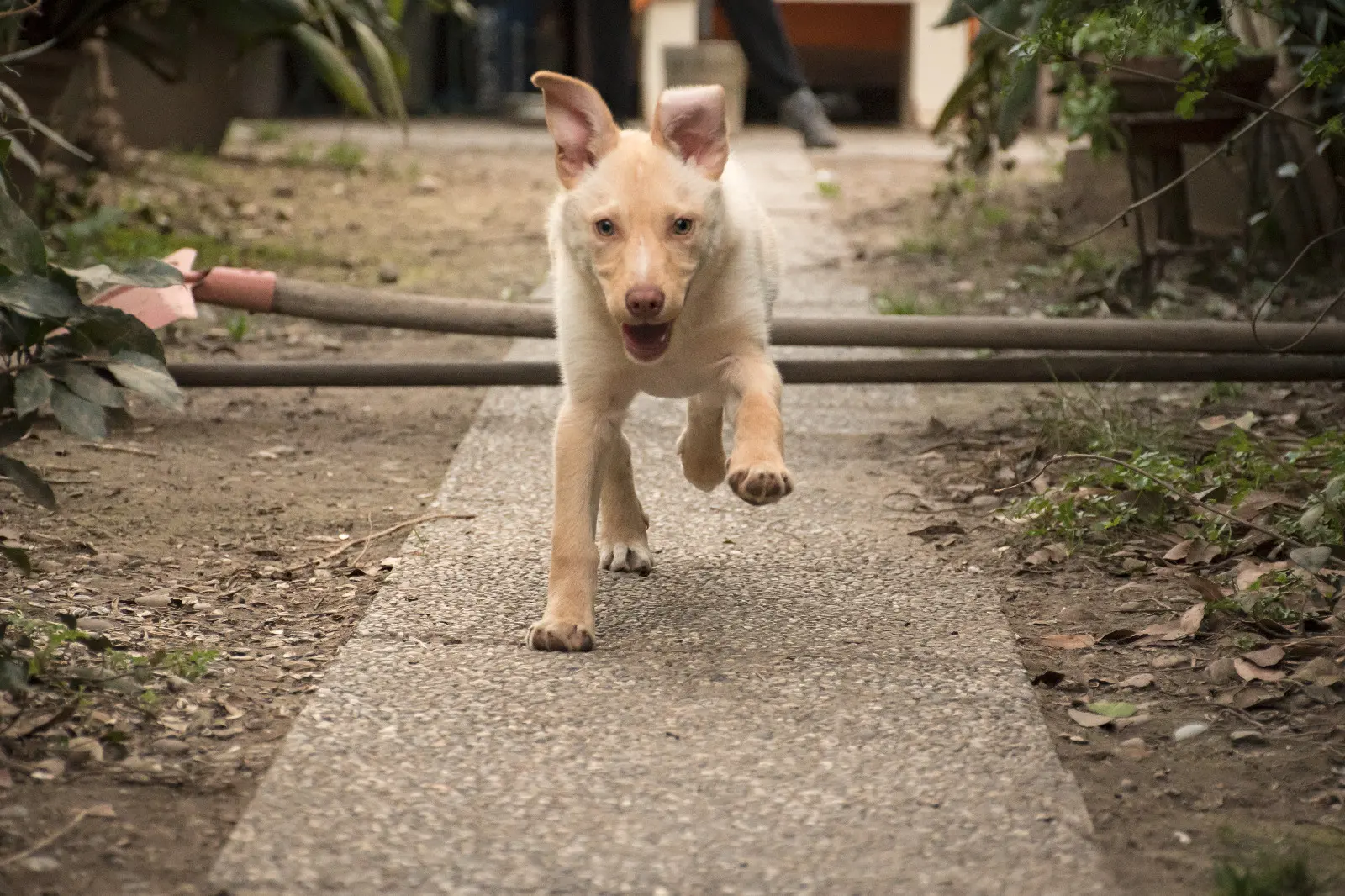 La cagnolina Iris