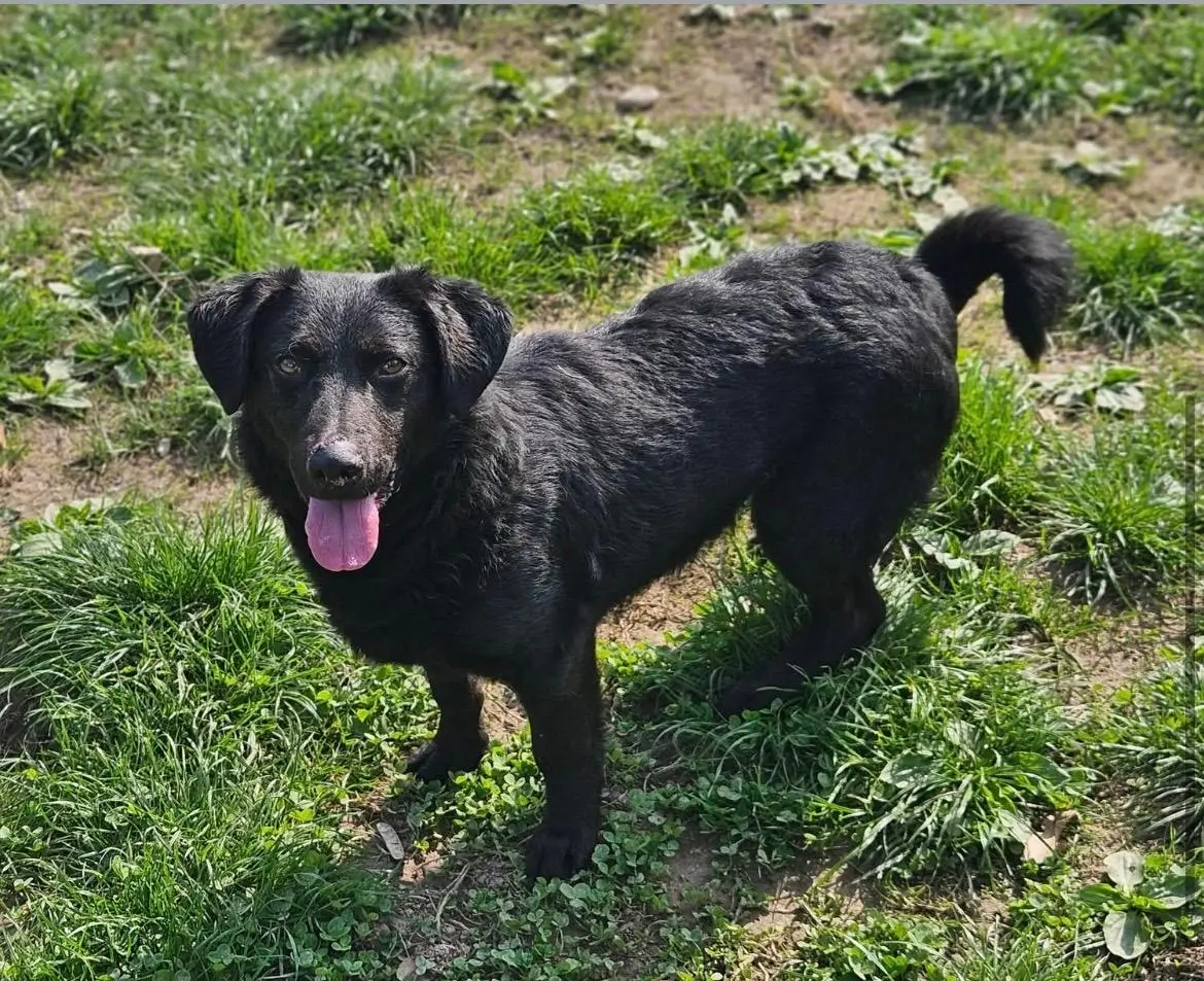 Elio, un cagnolino in cerca di adozione