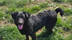 Elio, un cagnolino in cerca di adozione