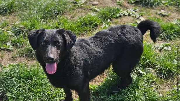 Elio, un cagnolino in cerca di adozione
