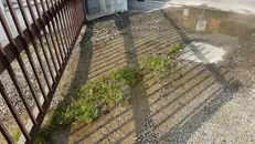 Il cortile allagato per la perdita d'acqua © www.giornaledibrescia.it