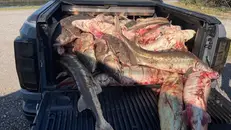 Gli storioni pronti per essere spostati e immessi sul mercato - © www.giornaledibrescia.it