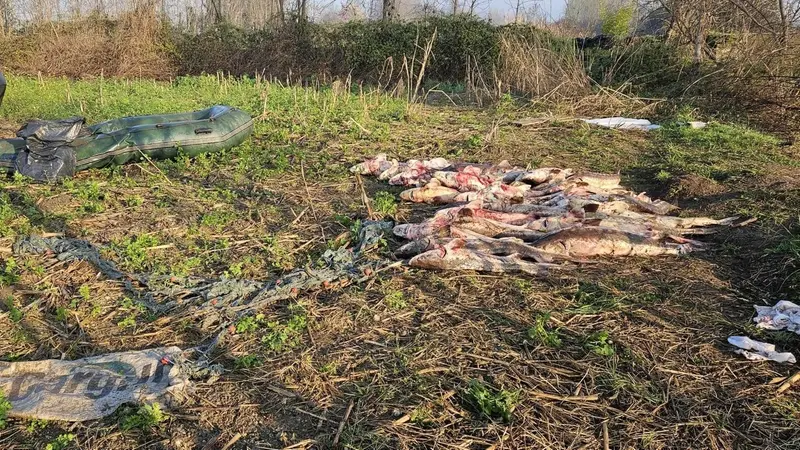 Nel mirino della banda sono finiti 87 storioni femmine - © www.giornaledibrescia.it