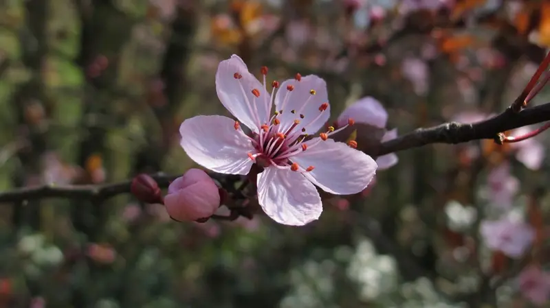 Fiori di pesco - © www.giornaledibrescia.it