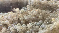 Incubate 60mila uova di trota marmorata - © www.giornaledibrescia.it