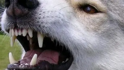 Il cane è stato portato al canile (immagine d'archivio)