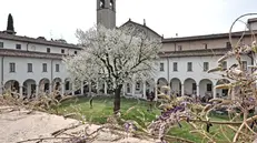 Il ciliegio monumentale del Museo Diocesano di Brescia