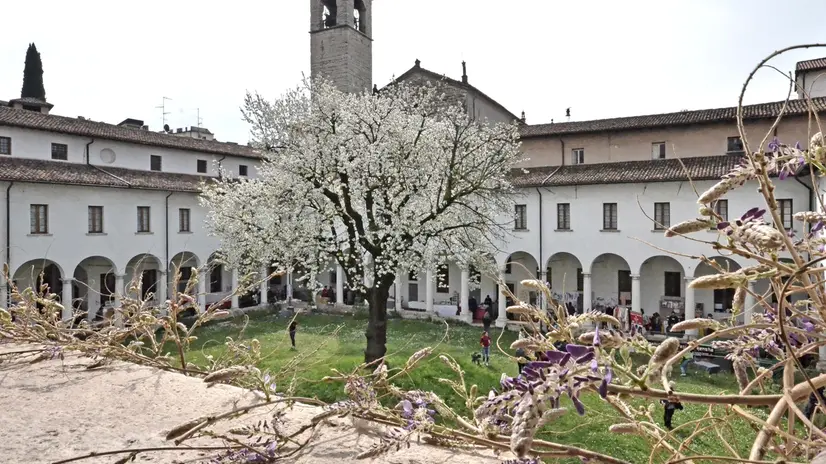 Il ciliegio monumentale del Museo Diocesano di Brescia
